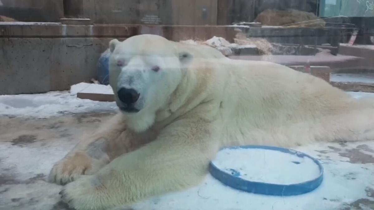 Louisville Zoo Celebrates International Polar Bear Day News Wdrb Com