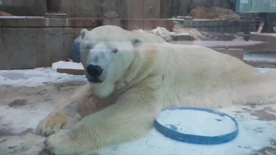 Polar Bear Day at the Zoo 2-27-21.jpeg
