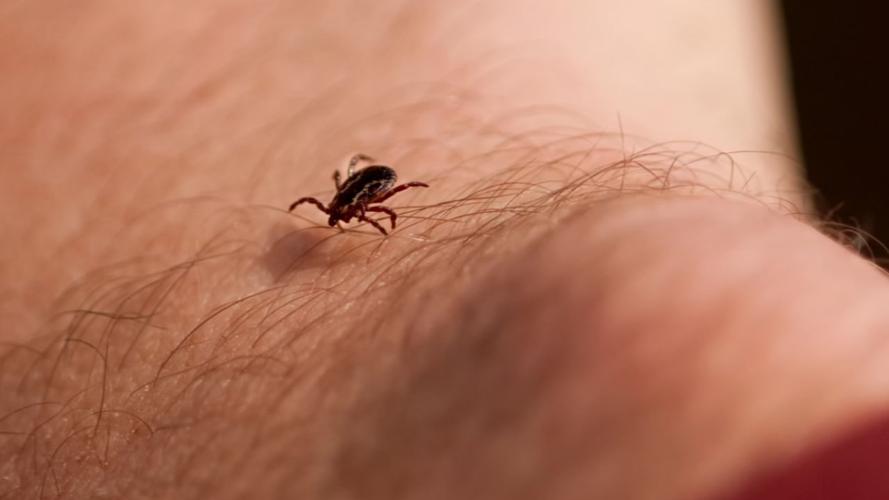 AVOID TICKS - FILE.jpg