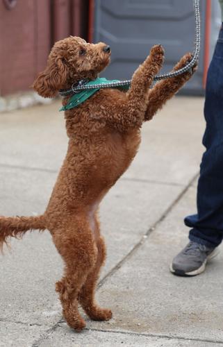 Dog leaps in the air at parade