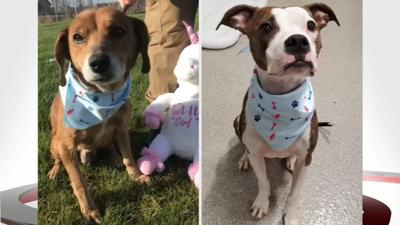 LMAS FREE PET ADOPTIONS .jpg