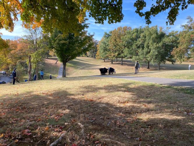 Cows in Cherokee Park