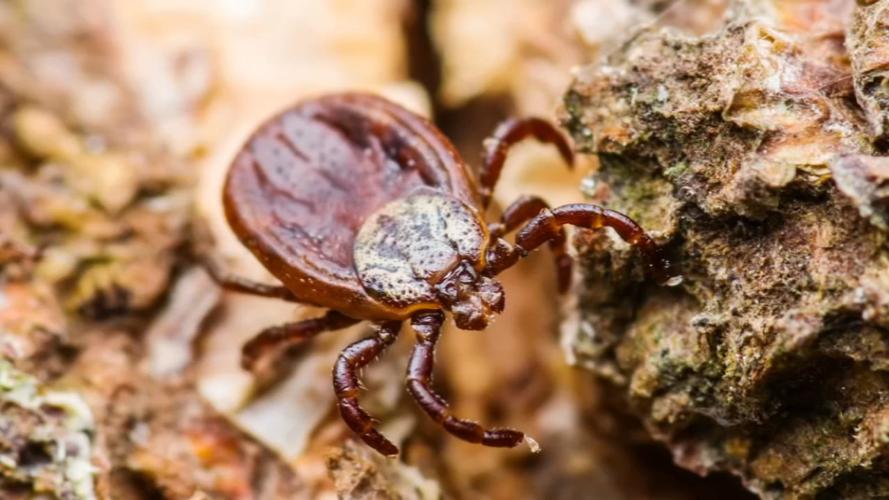 AVOID TICKS 2 - FILE .jpg