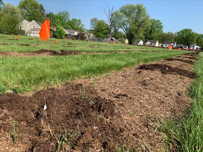 OLD FORESTER TREE PLANTING - 4-18-2023 (5).jpeg
