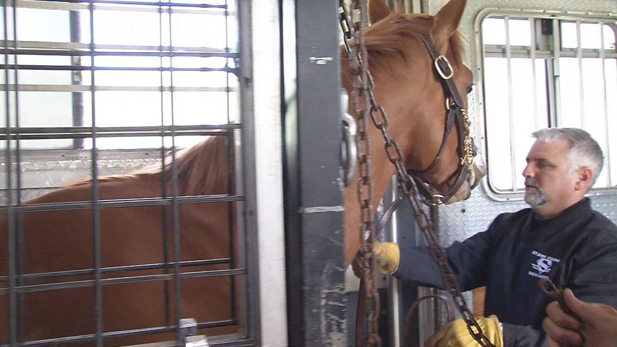 Transporting a thoroughbred
