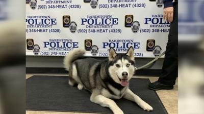 bardstown therapy dog