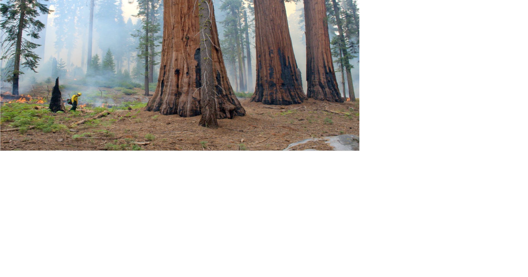 NASA-Funded Study Shows How Controlled Burns Help Sequoias Survive Wildfires