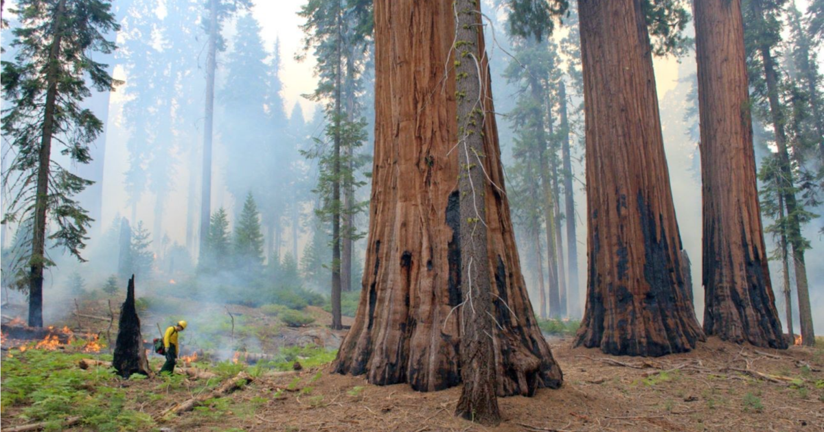 NASA-Funded Study Shows How Controlled Burns Help Sequoias Survive Wildfires