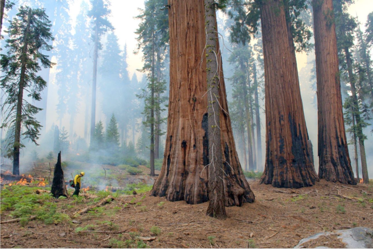 wx082326GiantSequoias.png