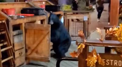 Black bear at Anakeesta theme park in Gatlinburg, Tenn. (Oct. 15, 2020)