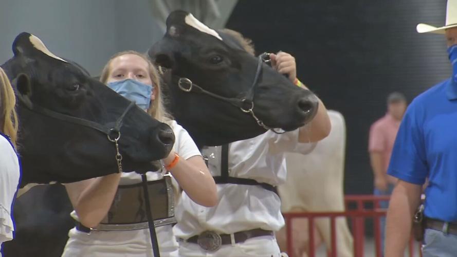 Livestock at the Kentucky State Fair in Louisville, Ky.