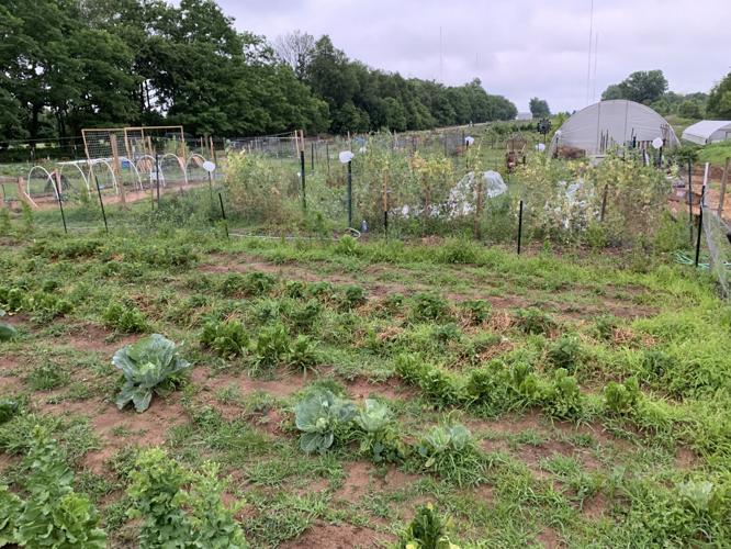 BLACKACRE COMMUNITY GARDEN - VEGETABLES - PLANTS - KEITH KAISER - 6-23-2020   (3).jpeg