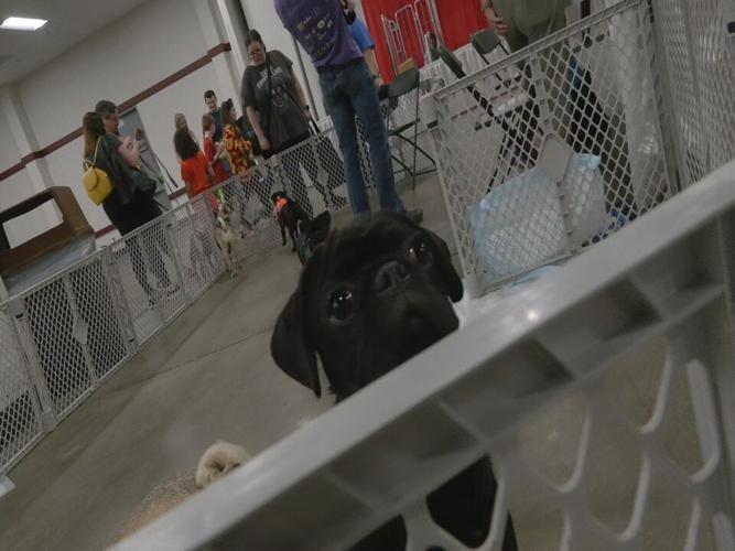 Bluegrass Pugfest 2023 (20).jpeg