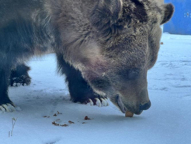 Grizzly Bear enjoys a snack during snow day in Louisville