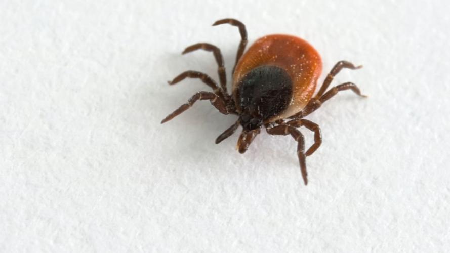AVOID TICKS 3 - FILE .jpg