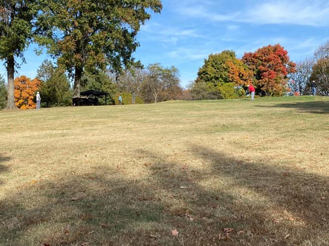 Cows in Cherokee Park