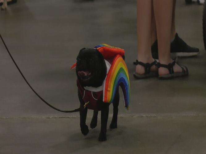 Bluegrass Pugfest 2023 (19).jpeg