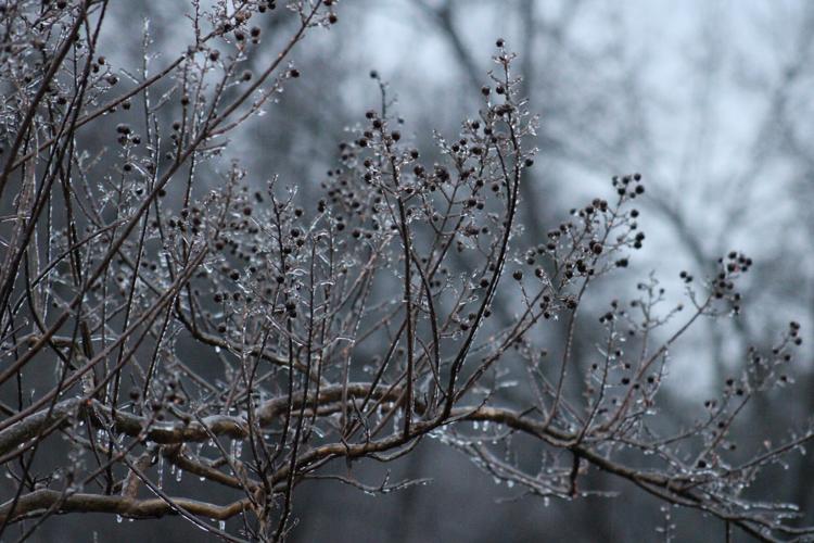 Frozen trees in Valley Station-2-10-21 (3).JPG
