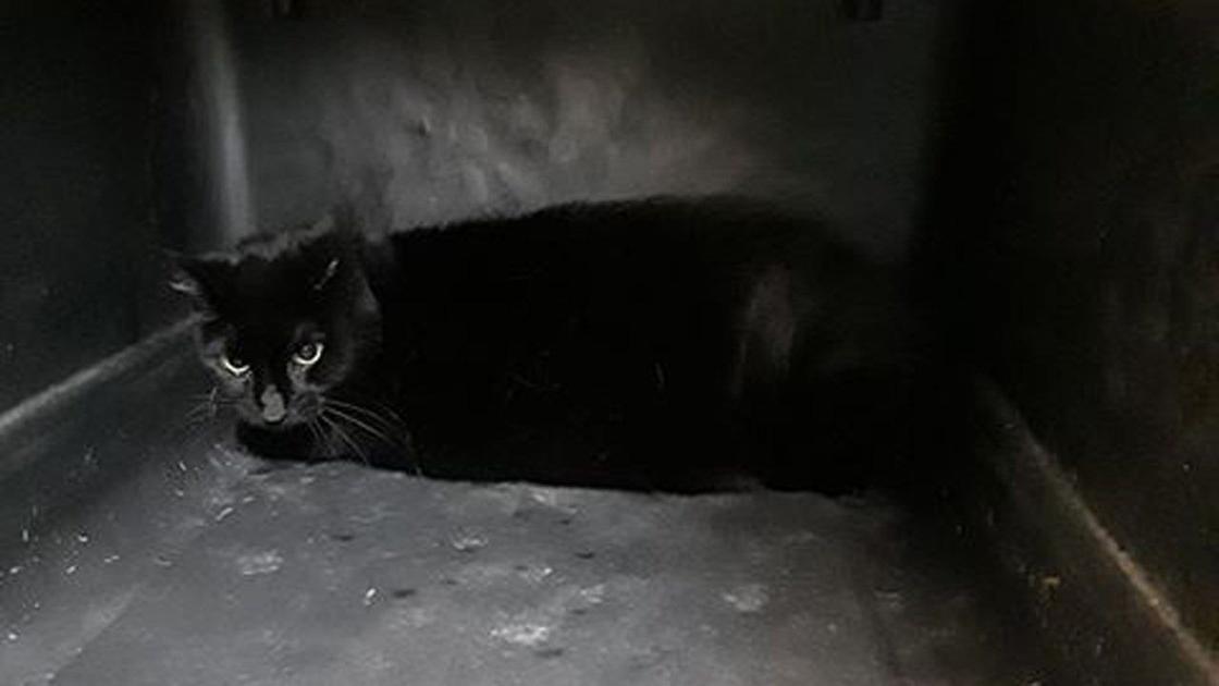 Sick Cat Found In Dumpster Outside Middletown Veterinary Office