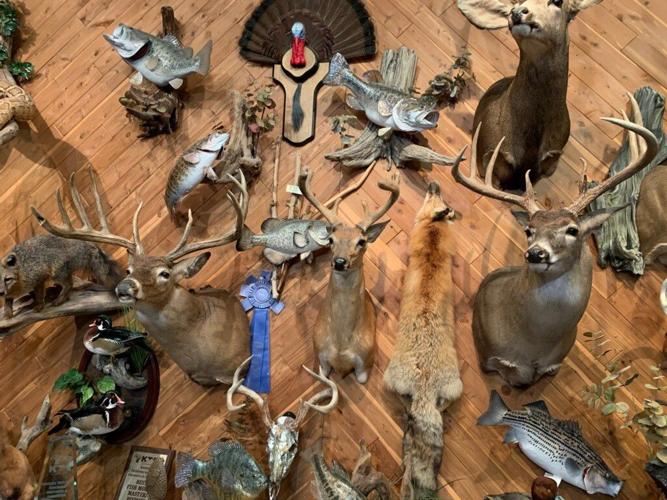TAXIDERMY 1 KK 3-4-20.jpg