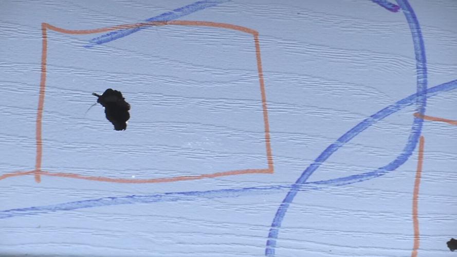 Free 2 Hope Bullet Holes