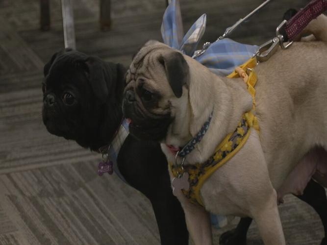 Bluegrass Pugfest 2023 (17).jpeg