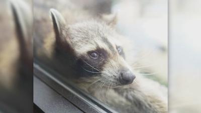 Viral raccoon makes it to the top of Minnesota tower