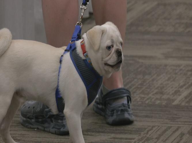 Bluegrass Pugfest 2023 (16).jpeg