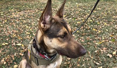 Roadie, aka Rosie (abandoned dog found in Johnson County, Indiana)