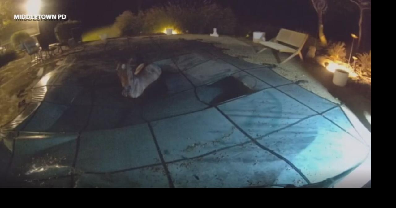Middletown police rescue horse from backyard pool after late-night farm escape
