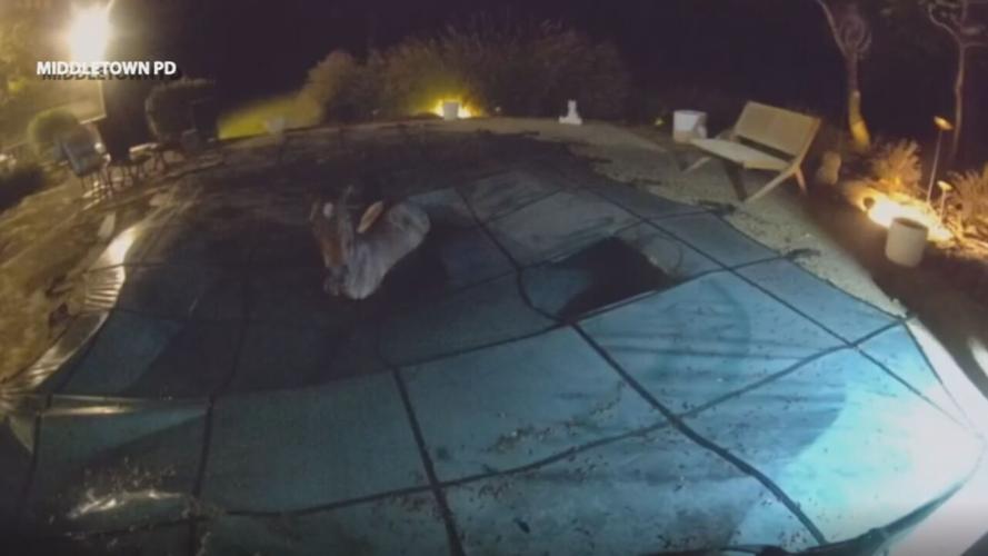 Middletown horse rescue body cam