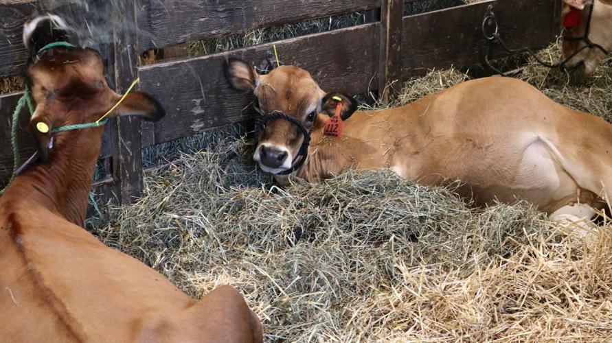 livestock at the fair.jpg