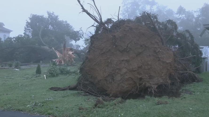 Salem Storm Damage - Uprooted tree