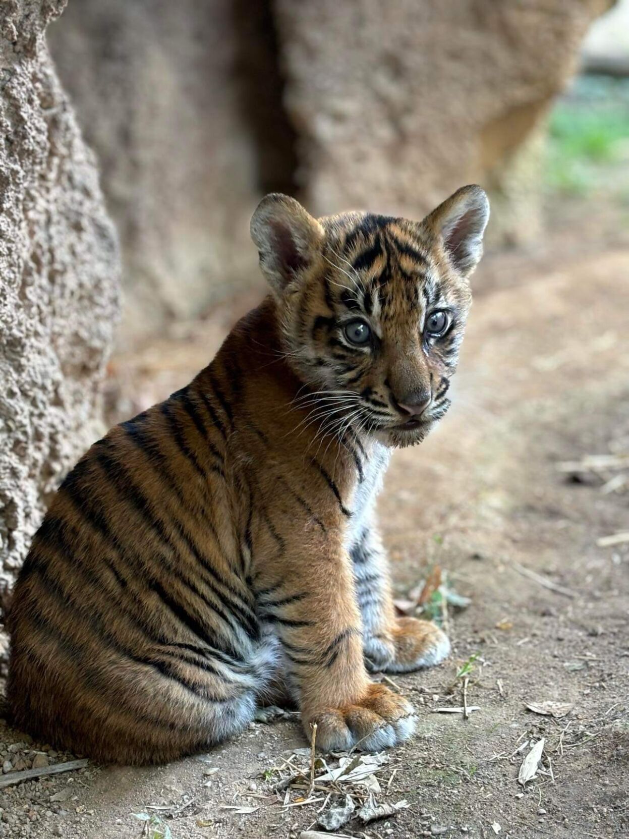 20204-09-20 Tiger Cub_katka.JPG