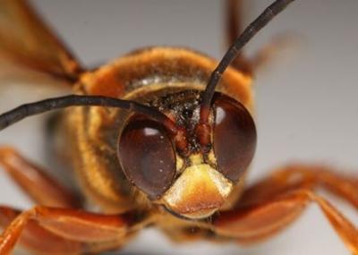 cicada killer wasp - 6.18.25