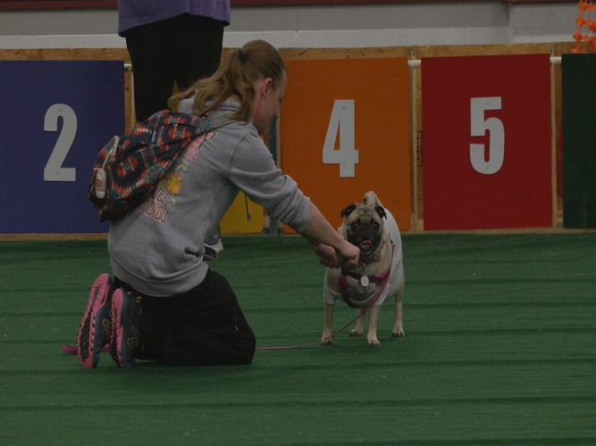 Bluegrass Pugfest 2023 (12).jpeg