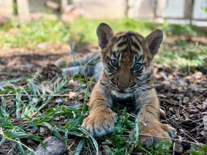 2024-09-20 Tiger Cub..JPG