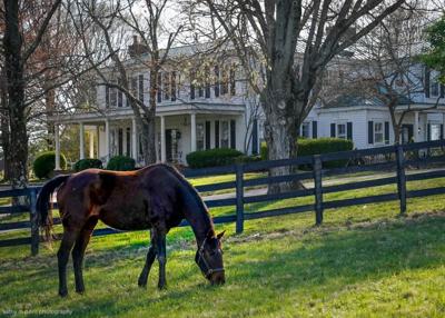 Chestnut Hall Farm sanctuary for TRF - used on 5.2.23