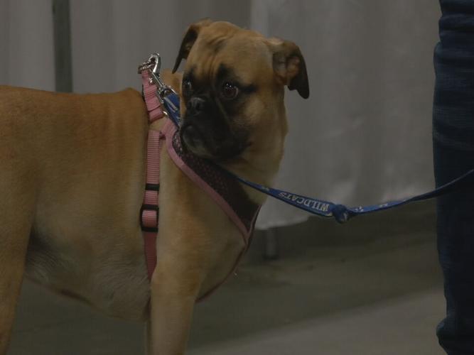 Bluegrass Pugfest 2023 (9).jpeg