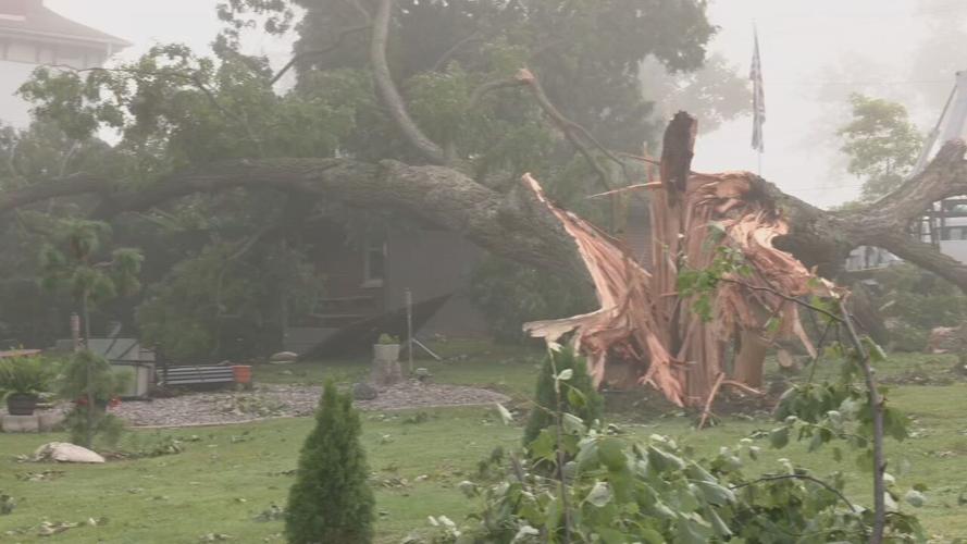 Salem Storm Damage - Downed tree in yard