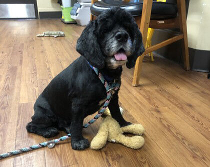 Cornelius the dog