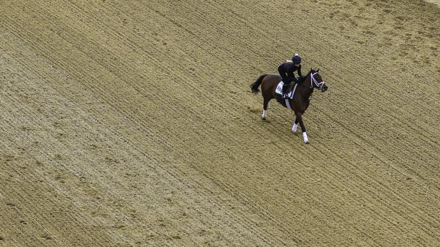 Horse at Churchill.jpg