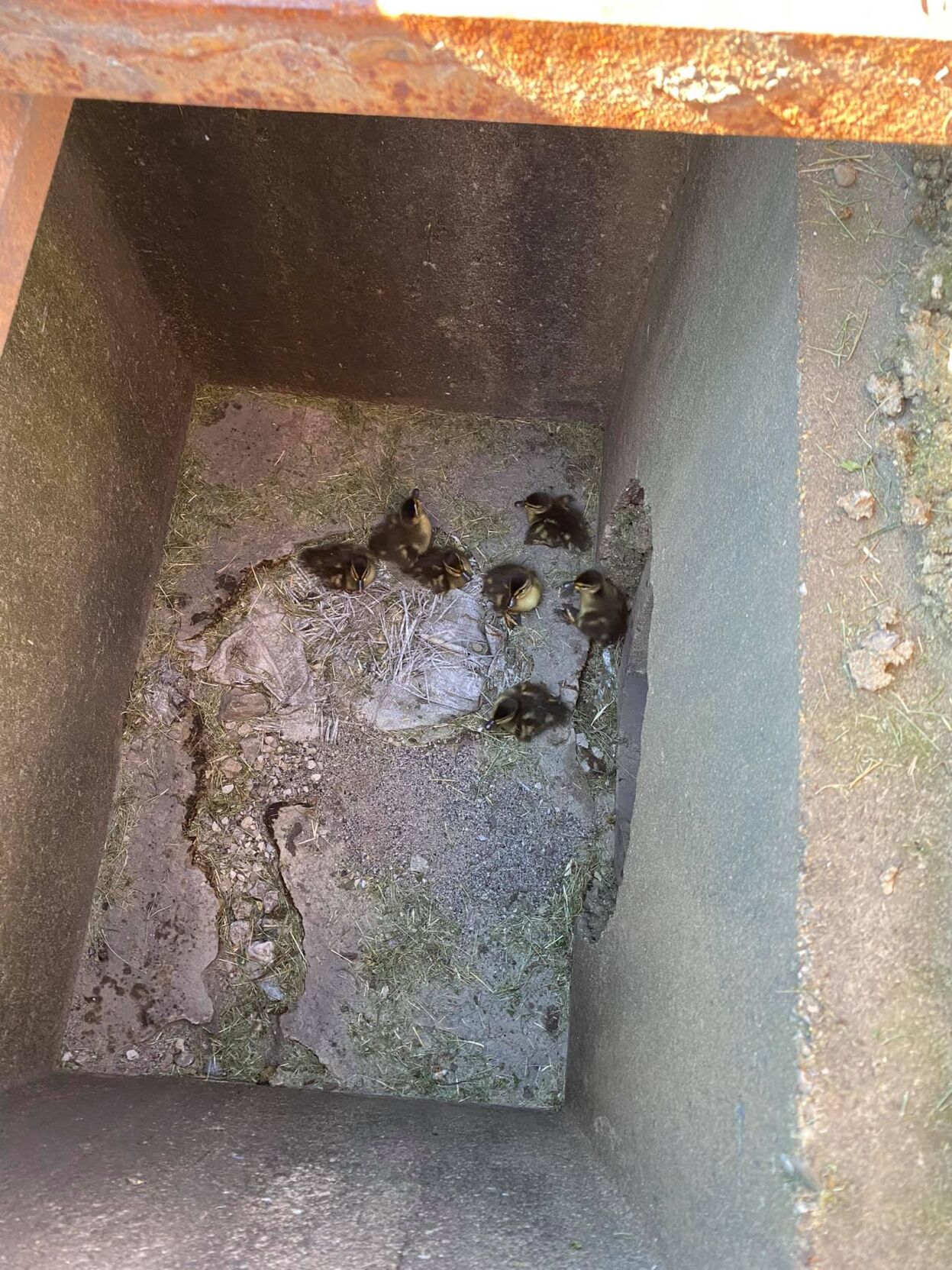 Ducks rescued by PRP firefighters on June 16, 2021