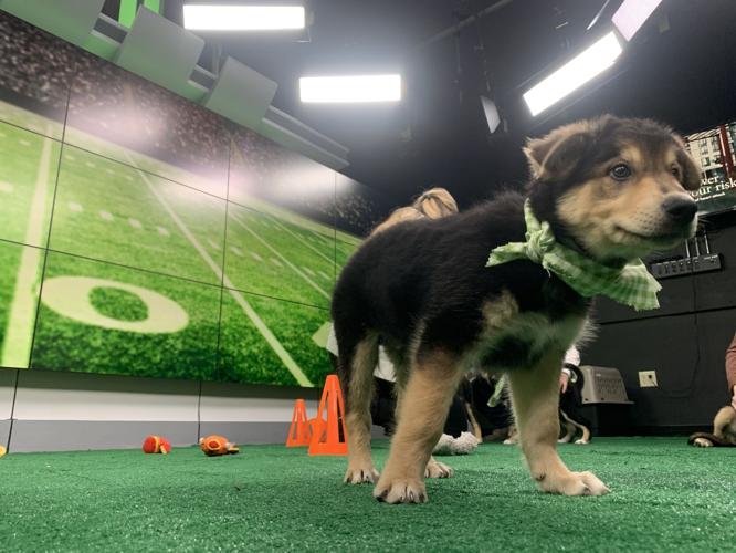 WDRB BARK BOWL 2023   (15).jpg