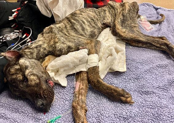 abandoned dog 1-30-21.JPG