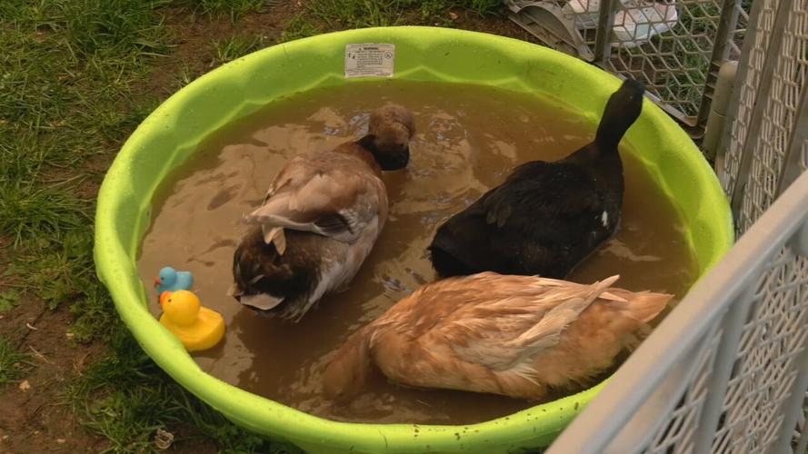 RESCUED DUCKS MILE WIDE