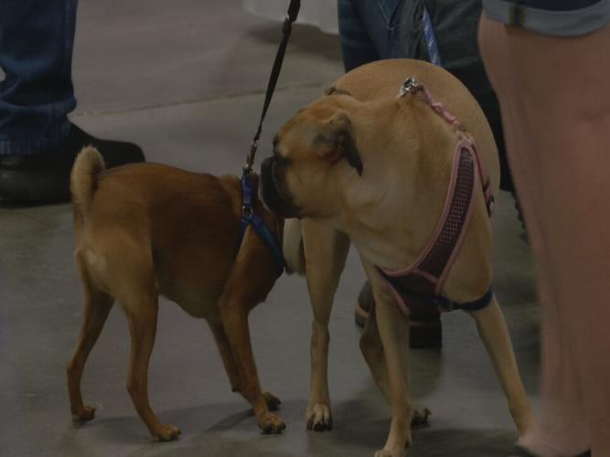 Bluegrass Pugfest 2023 (6).jpeg