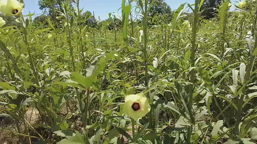 Garden at site of old Iroquois Homes