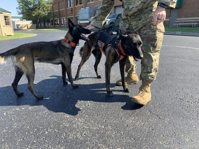 Kentucky Air National Guard Search and Rescue K-9 Callie