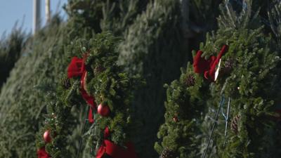 CHRISTMAS TREE LANE
